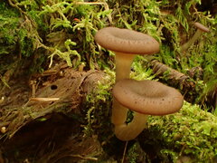 Pseudoarmillariella ectypoides