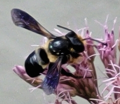 Megachile xylocopoides