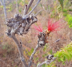 Calliandra dysantha
