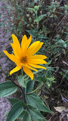 Helianthus tuberosus