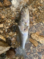 Micropterus
