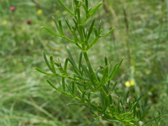 Ferulago galbanifera