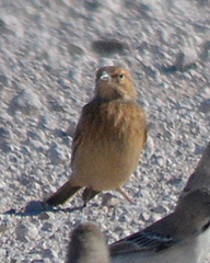 Emberiza impetuani