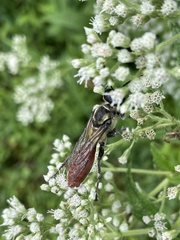 Sphex habenus