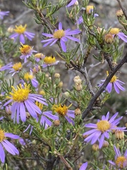 Felicia filifolia