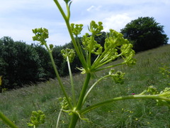 Ferulago galbanifera