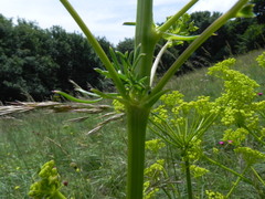 Ferulago galbanifera