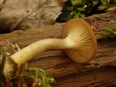 Pseudoarmillariella ectypoides