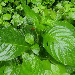 Acanthoideae