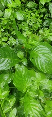 Acanthoideae