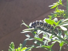 Papilio polyxenes asterius