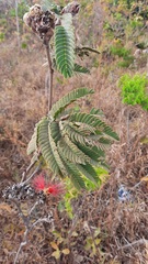 Calliandra dysantha