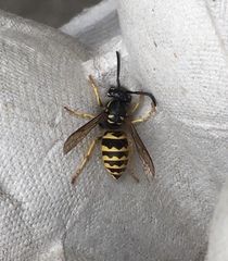 Vespula alascensis