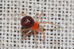 Ruborridion musivum