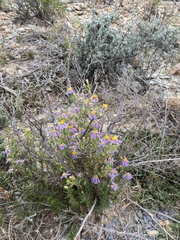 Felicia filifolia