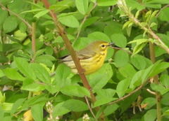 Setophaga discolor
