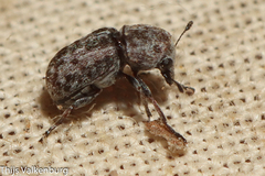 Noxius curtirostris