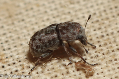 Noxius curtirostris