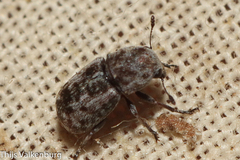 Noxius curtirostris
