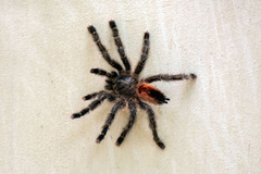 Avicularia rufa