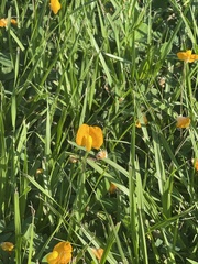 Arachis pintoi