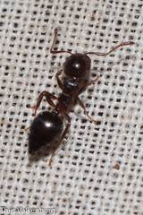 Crematogaster auberti