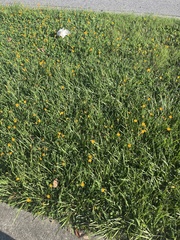 Arachis pintoi