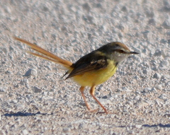 Prinia flavicans
