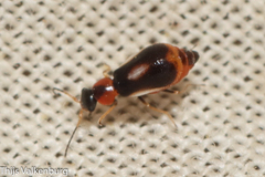 Colotes maculatus