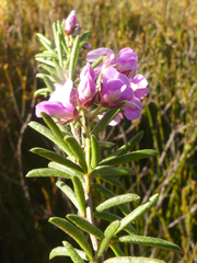 Indigofera concava