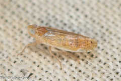 Duilius bipunctata