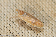 Duilius bipunctata