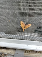 Eulithis diversilineata