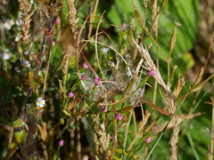 Centaurium pulchellum