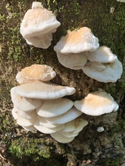 Climacodon septentrionalis