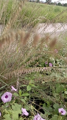 Bouteloua curtipendula