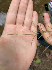 Equisetum arvense