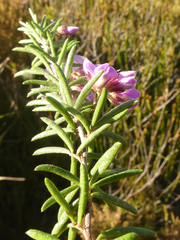 Indigofera concava