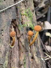 Pholiota granulosa
