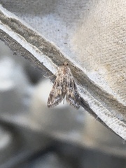 Elophila obliteralis
