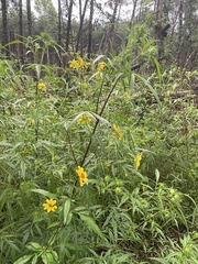 Bidens polylepis