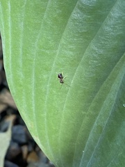 Prenolepis imparis