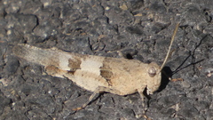 Oedipoda caerulescens