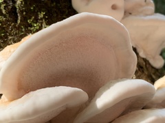 Climacodon septentrionalis