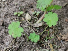 Geranium molle
