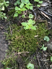 Fissidens taxifolius