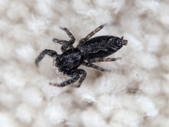 Platycryptus californicus