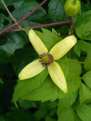 Clematis serratifolia