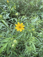 Bidens polylepis