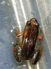 Microbatrachella capensis